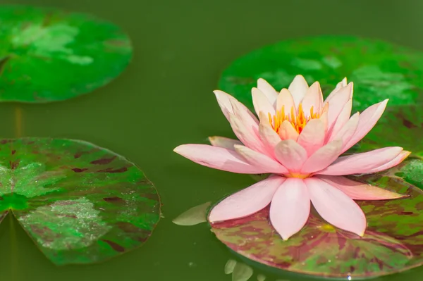 Una hermosa flor de loto o nenúfar rosa en el estanque — Foto de Stock