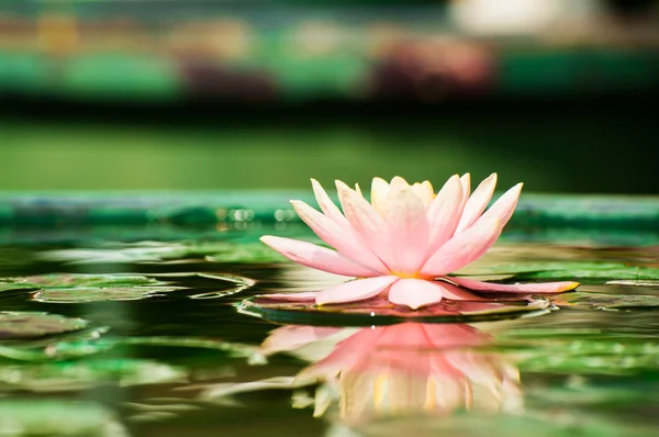 Una hermosa flor de loto o nenúfar rosa en el estanque —  Fotos de Stock