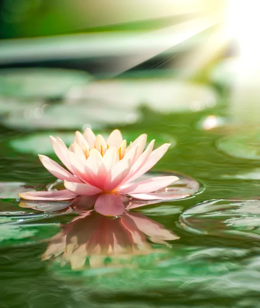 A beautiful pink waterlily or lotus flower in pond — Stock Photo, Image