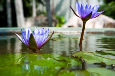 havuzda güzel lotus veya nilüfer çiçek
