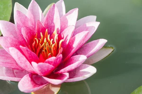 Eine schöne rosa Seerose oder Lotusblume im Teich — Stockfoto