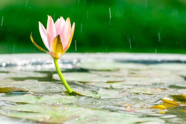 Yağmur dro ile bir havuzda güzel pembe nilüfer veya lotus çiçeği — Stok fotoğraf