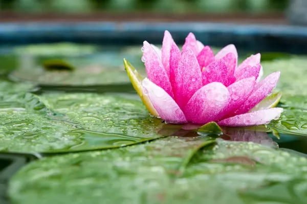 Lótus bonito ou flor de lírio na lagoa — Fotografia de Stock