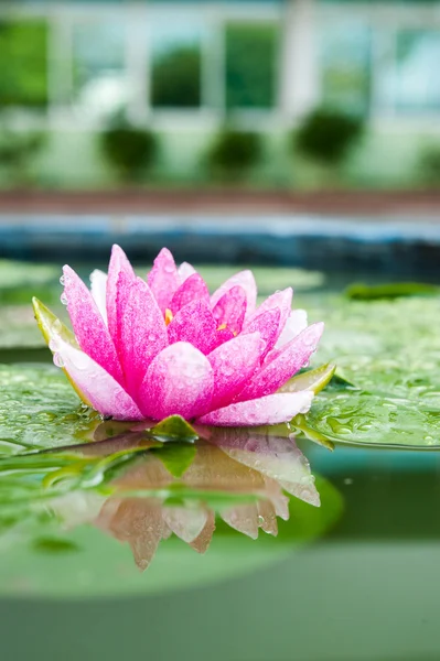 Beautiful lotus or waterlily flower in pond — Stock Photo, Image