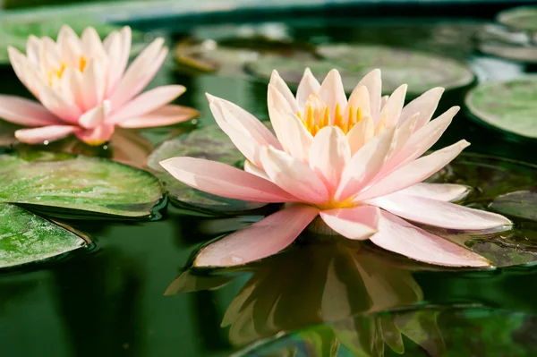 Vacker lotus eller näckros blomma i damm — Stockfoto