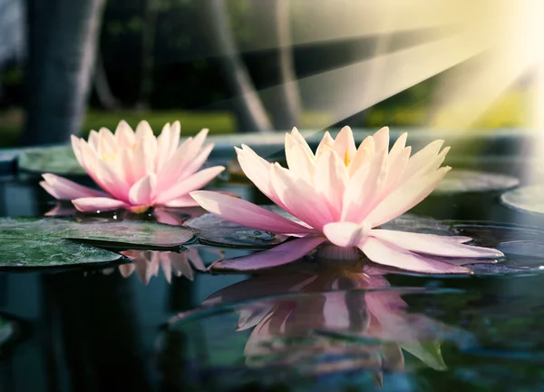 Hermosa flor de loto o nenúfar en el estanque — Foto de Stock