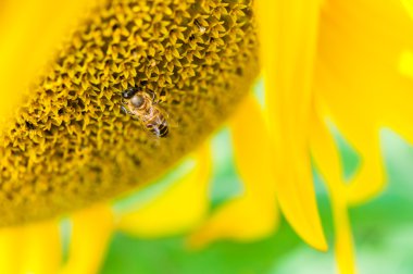 Arı ile ayçiçeği alan