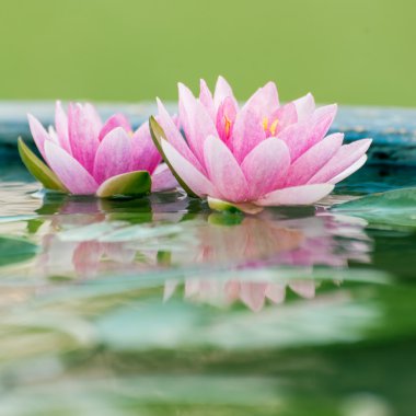 Havuzda bir güzel pembe nilüfer veya lotus çiçeği