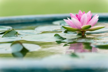 Havuzda bir güzel pembe nilüfer veya lotus çiçeği