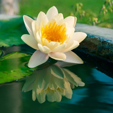 Güzel sarı bir nilüfer veya göletteki nilüfer çiçeği