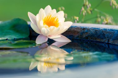 Güzel sarı bir nilüfer veya göletteki nilüfer çiçeği