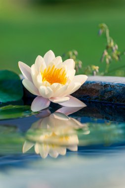 A beautiful yellow waterlily or lotus flower in pond clipart