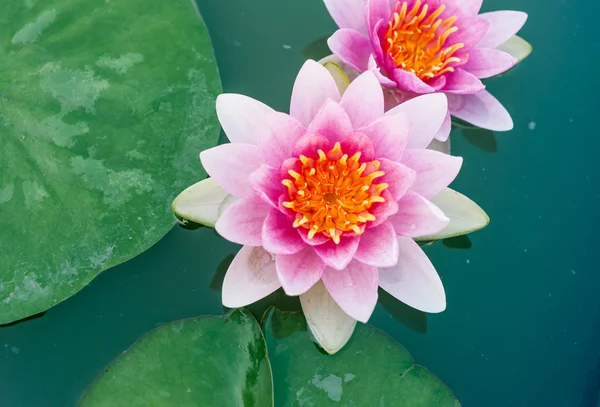 तलाव मध्ये एक सुंदर गुलाबी वॉटरलिली किंवा लोटस फूल — स्टॉक फोटो, इमेज