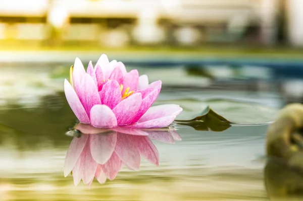 아침 수호 연못에서 아름 다운 분홍색 수련 또는 로터스 꽃 — 스톡 사진