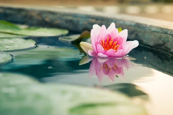 Une belle fleur rose de nénuphar ou de lotus dans l'étang le matin su — Photo