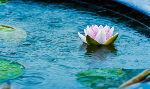 Une belle fleur rose de nénuphar ou de lotus dans un étang avec dro de pluie — Photo