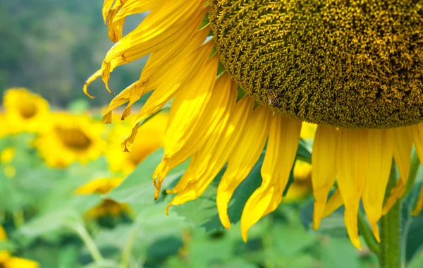 Sun flower pole — Stock fotografie