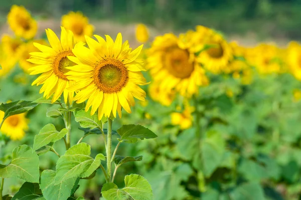 Sun flower pole — Stock fotografie