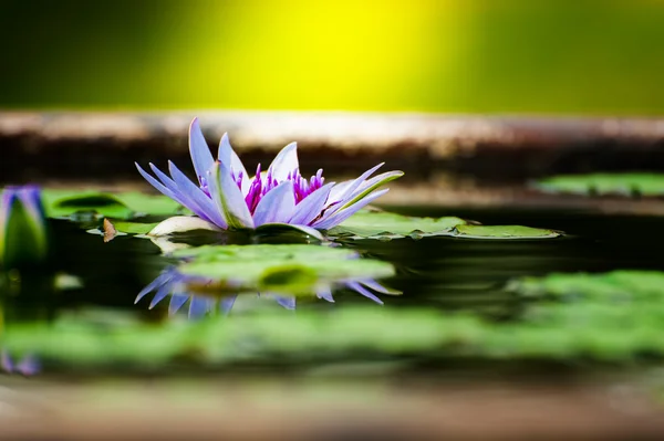 Hermoso Loto Púrpura, planta de agua con reflejo en un estanque — Foto de Stock