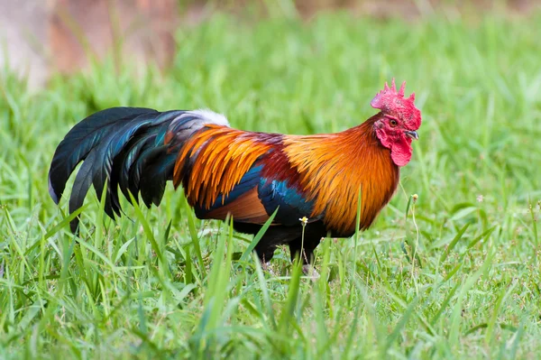 Wildgeflügel, Huhn im Dschungel — Stockfoto