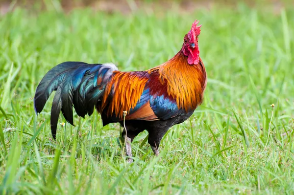 Aves silvestres, pollo en la selva —  Fotos de Stock