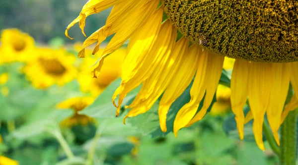 Sunflower field with Bee — Stock Photo, Image