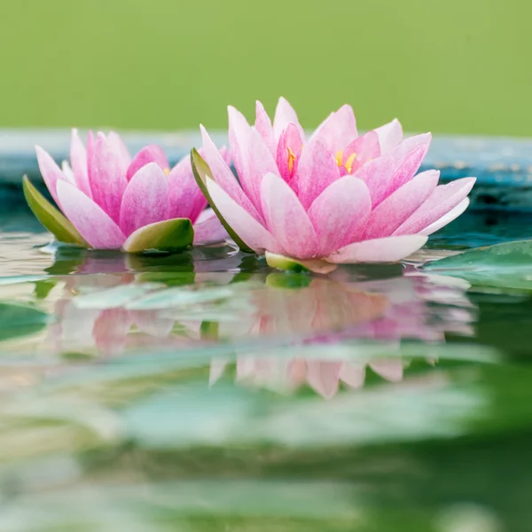池のスイレンやロータスの美しいピンク花 — ストック写真
