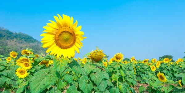 Sunflower Field with blue sky — Stock Photo, Image