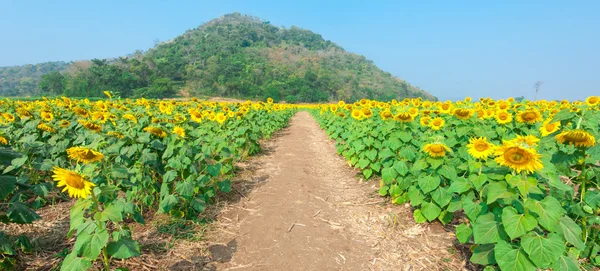 Sunflower Field — Stock Photo, Image