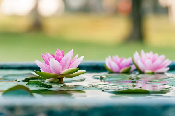 En vakker rosa vannlilje eller lotusblomst i en dam – stockfoto