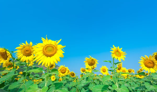 Slunečnicové pole s modrou oblohou — Stock fotografie