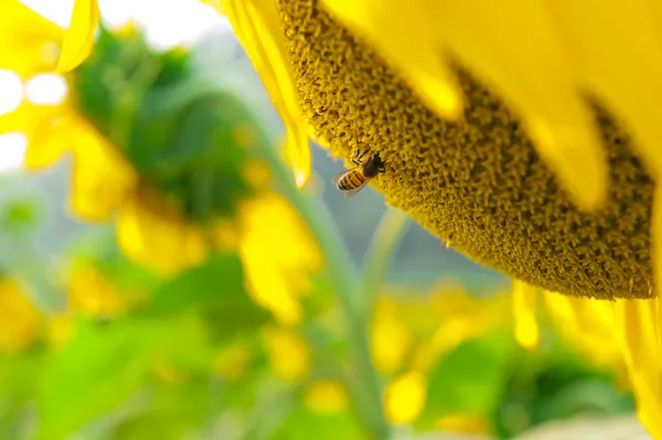 Slunečnicová pole s včela — Stock fotografie