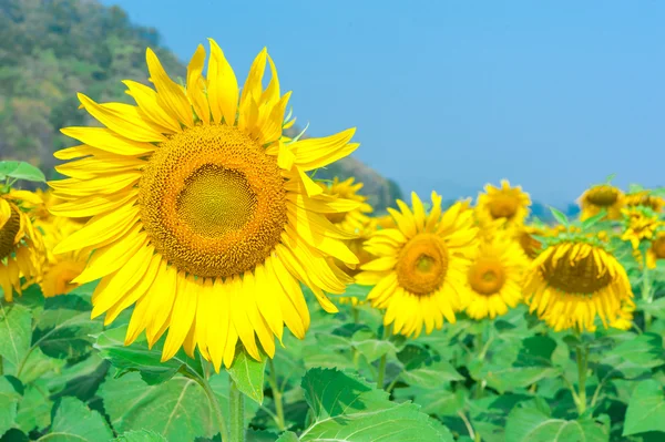 Sunflower Field with blue sky — Stock Photo, Image