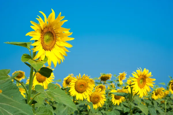 Sunflower Field with blue sky — Stock Photo, Image