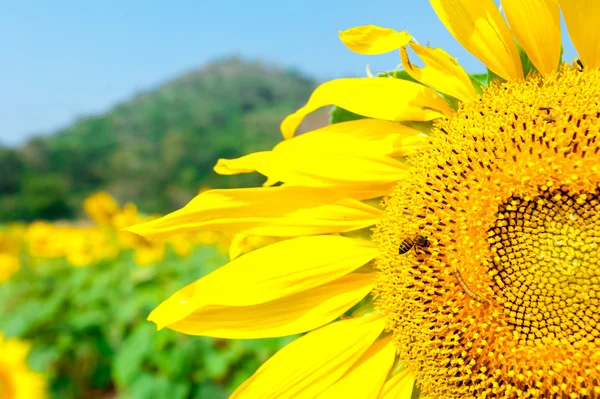 Sun Flower Field — Stock Photo, Image