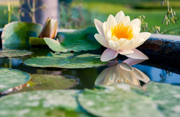 Een mooie gele waterlelie of lotusbloem in vijver — Stockfoto
