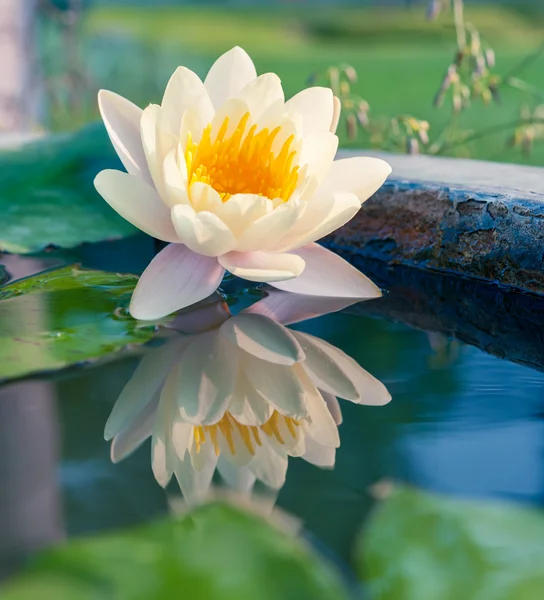 A beautiful yellow waterlily or lotus flower in pond — Stock Photo, Image