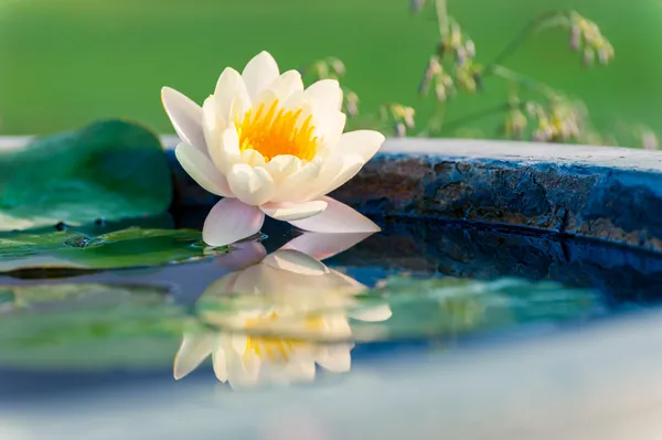Красива жовта квітка лілії або лотоса в ставку — стокове фото