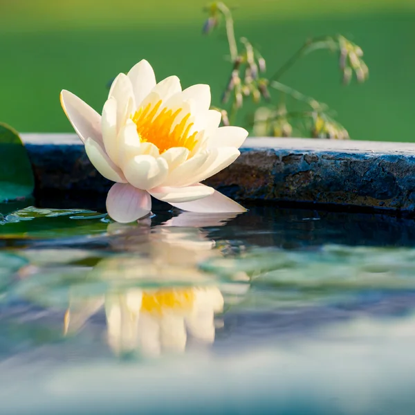 연못에 있는 아름다운 노란 수련이나 연꽃 — 스톡 사진