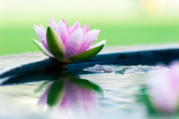Um lindo lírio rosa ou flor de lótus na lagoa — Fotografia de Stock