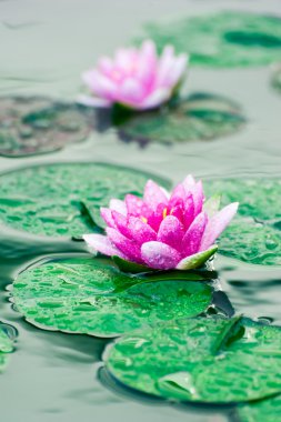 Havuzda bir güzel pembe nilüfer veya lotus çiçeği