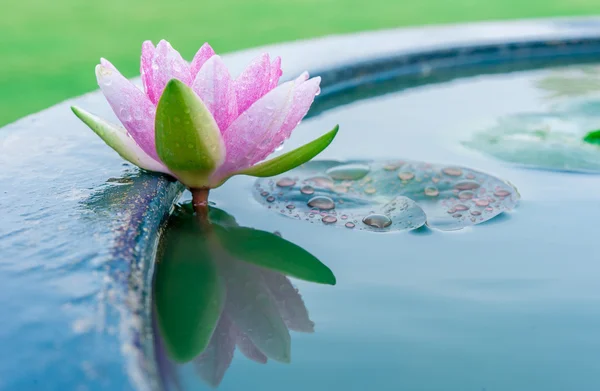 Une belle fleur rose de nénuphar ou lotus dans l'étang — Photo