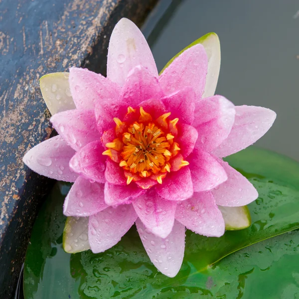 Piękny różowy kwiat lilii wodnej lub lotosu w stawie — Zdjęcie stockowe