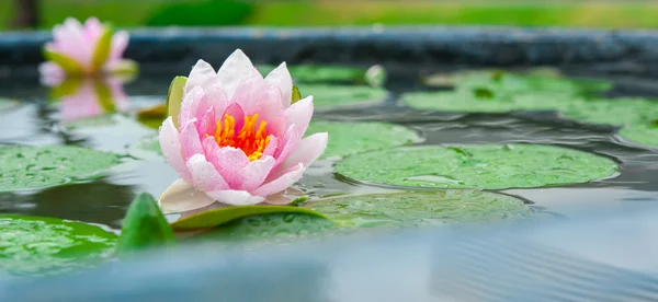 Красивые розовые ватерлики или цветы лотоса в пруду — стоковое фото