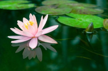 Havuzda bir güzel pembe nilüfer veya lotus çiçeği