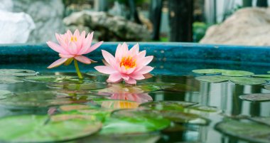 Havuzda bir güzel pembe nilüfer veya lotus çiçeği