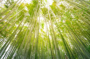 Bambu grove, bambu ormanı arashiyama, kyoto, Japonya