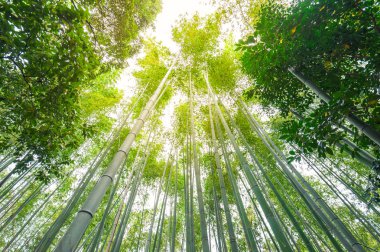 Bamboo grove, bamboo forest at Arashiyama, Kyoto, Japan clipart