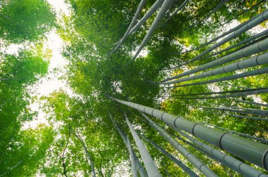 Bambu grove, bambu ormanı arashiyama, kyoto, Japonya