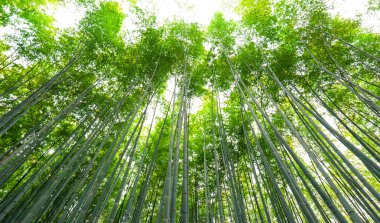 Bambu grove, bambu ormanı arashiyama, kyoto, Japonya